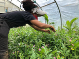 Waterleaf (Efo Gbure)