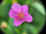 Waterleaf (Efo Gbure)