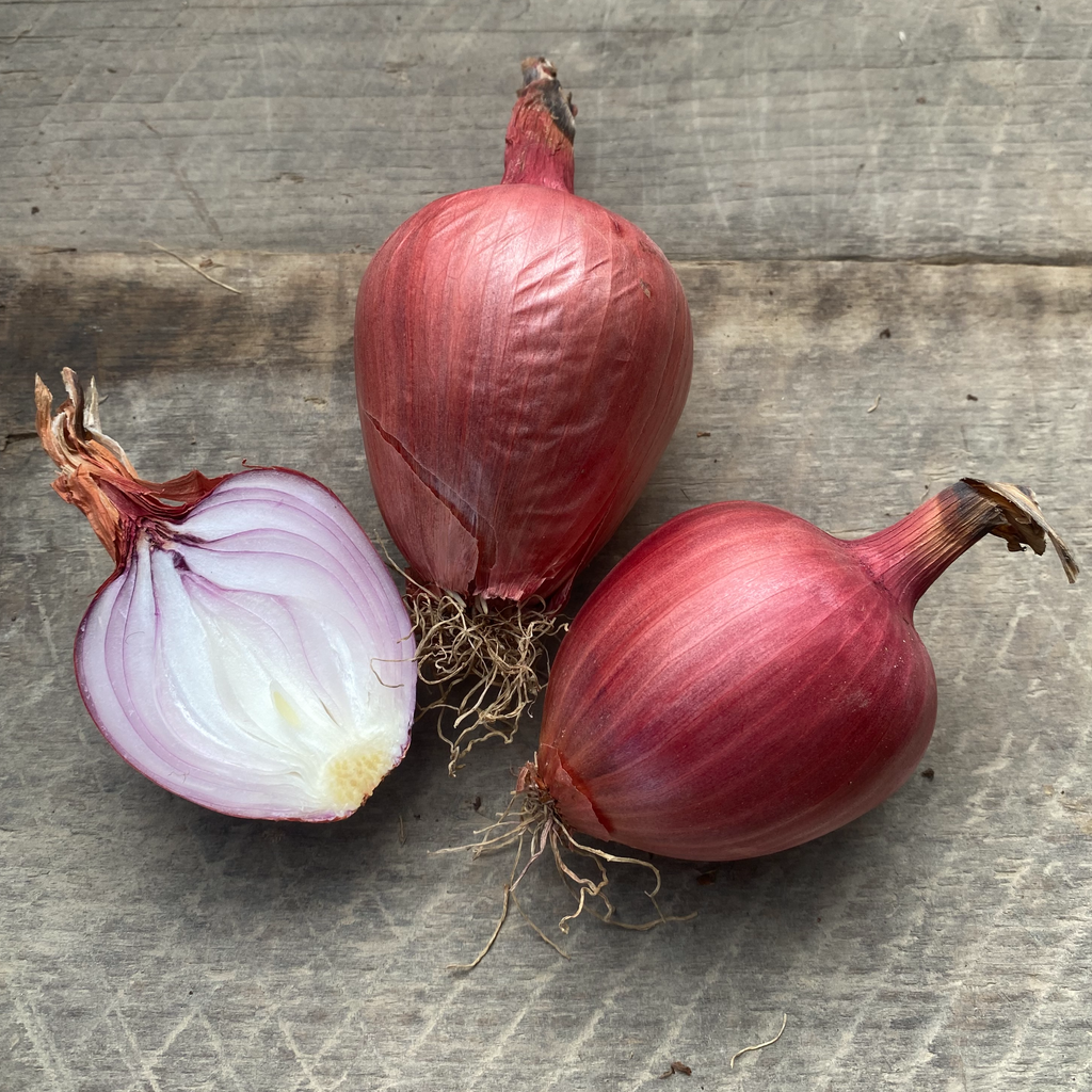 Rossa di Milano' Onion – Experimental Farm Network Seed Store