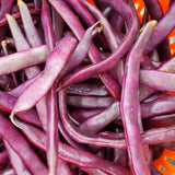 Blue Coco Snap Bean