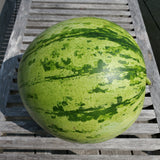 Osh Kirgizia Watermelon