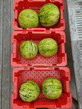 Osh Kirgizia Watermelon