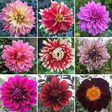Cocoxochitl Chingonxs: A Dahlia Diva Mix (Seeds)