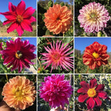 Cocoxochitl Chingonxs: A Dahlia Diva Mix (Seeds)