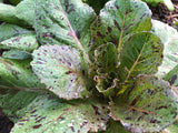 Spotted Aleppo Lettuce