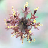 Quillquiña (Bolivian Coriander)