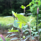 Quillquiña (Bolivian Coriander)