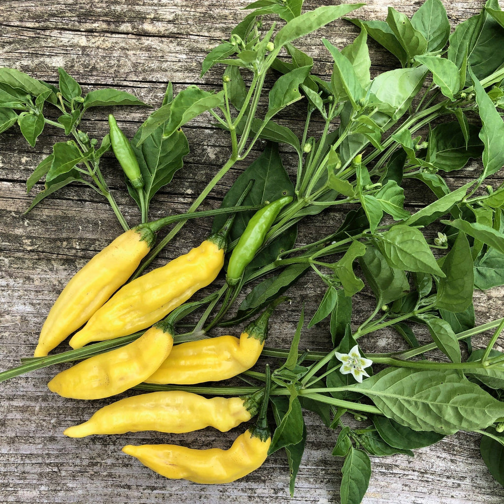 Ají Limón Pepper