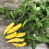 Ají Limón Pepper