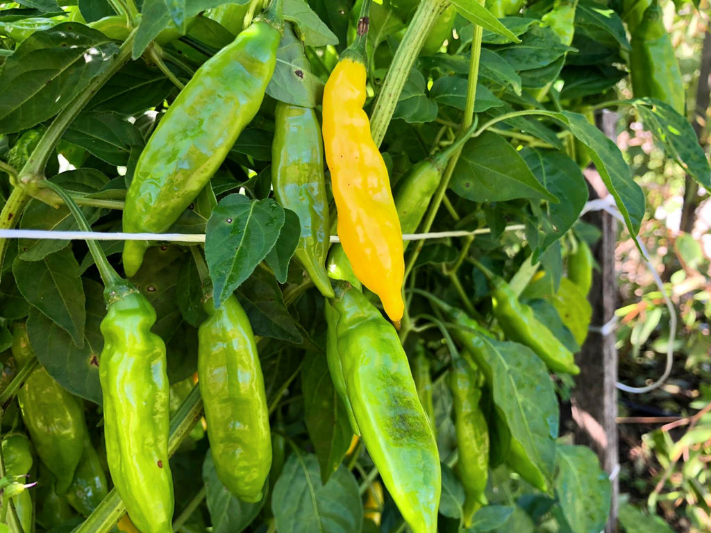 Ají Limón Pepper – Truelove Seeds