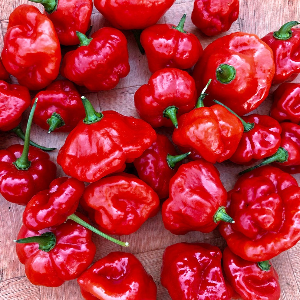 Ají Dulce (Seasoning Pepper) – Truelove Seeds Ají Dulce (Seasoning Pepper) – Truelove Seeds