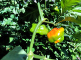 Ají Dulce (Seasoning Pepper)