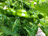 Ají Dulce (Seasoning Pepper)