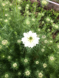 Albion Black Pod Nigella