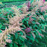Aleho (Amaranth)