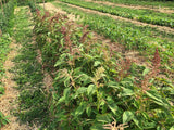 Aleho (Amaranth)