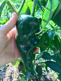Ancho Rojo Pepper