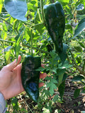Ancho Rojo Pepper