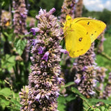 Anise Hyssop