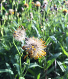 Meadow Arnica