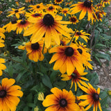Campfire Rudbeckia