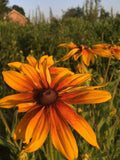 Campfire Rudbeckia