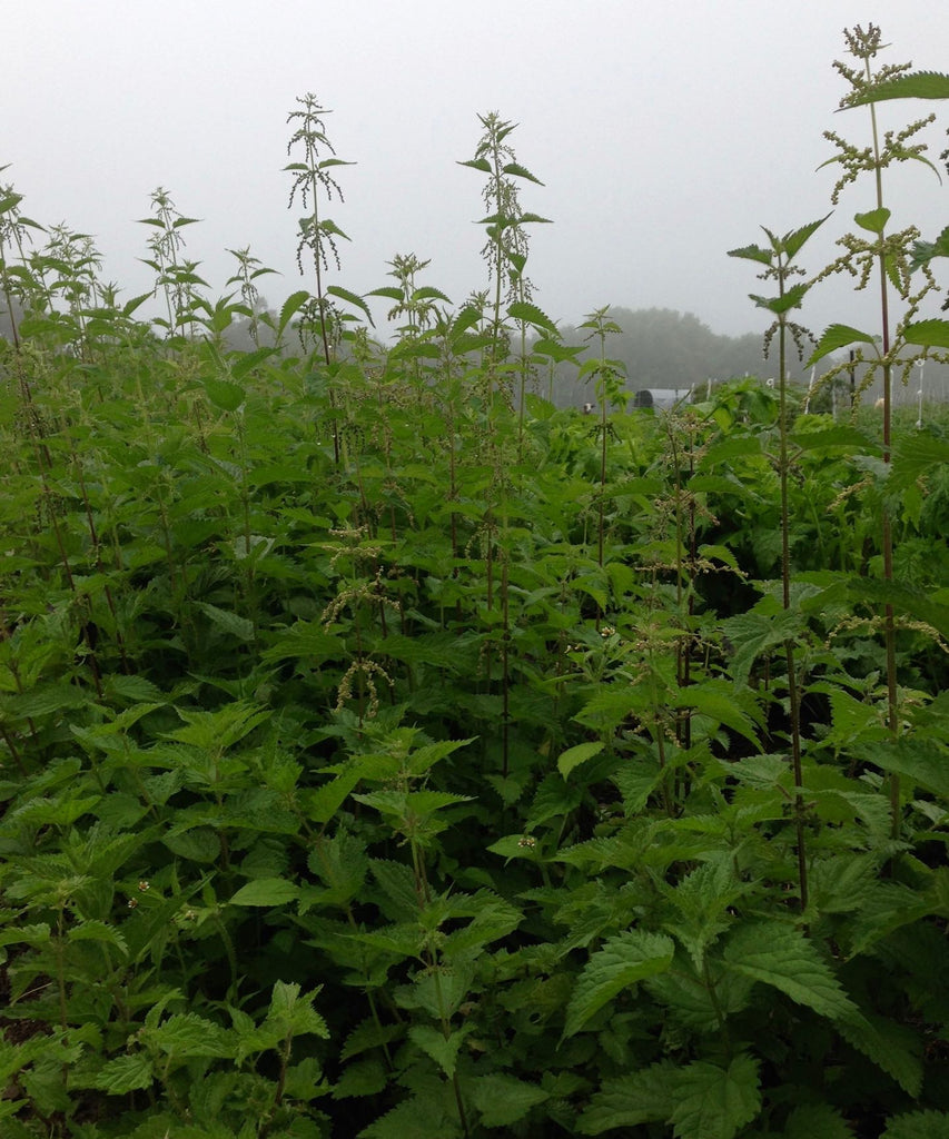 Stinging Nettle – Truelove Seeds