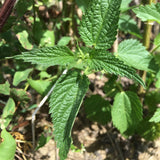 Stinging Nettle