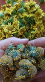 Meadow Arnica