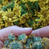 Meadow Arnica
