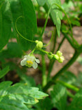 Balloon Vine