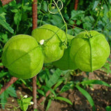 Balloon Vine