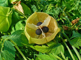 Balloon Vine