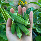 Bamyeh Falastinia Okra