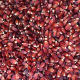 Bloody Butcher Corn