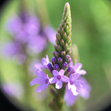 Blue Vervain close up