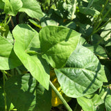 Bo (Black-Eyed Pea Leaves)