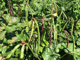 Bo (Black-Eyed Pea Leaves)