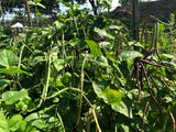 Bo (Black-Eyed Pea Leaves)