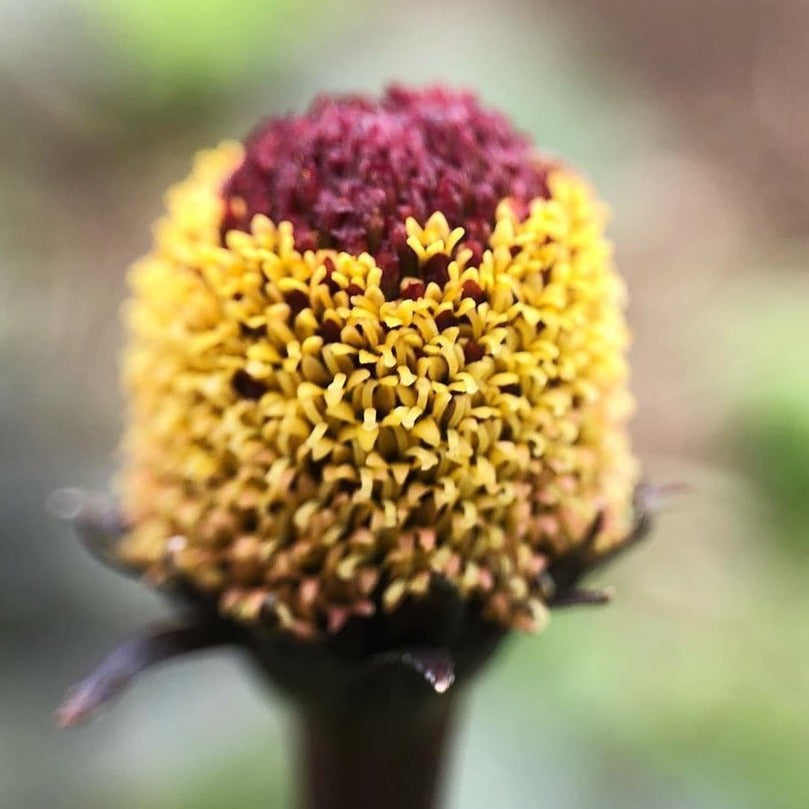 eyeball plant seeds Bullseye Spilanthes – Truelove Seeds