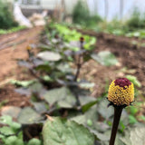 Bullseye Spilanthes