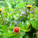 Bullseye Spilanthes