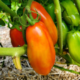 Butalina di Castellamonte Tomato