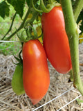 Butalina di Castellamonte Tomato