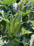 Cajun Jewel Okra