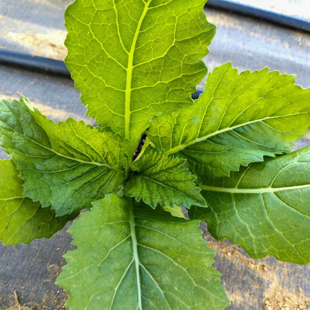 mustard seed plant leaves Carolina Broadleaf Mustard Greens – Truelove Seeds