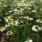 Chamomile