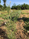 Chamsur (Garden Cress)