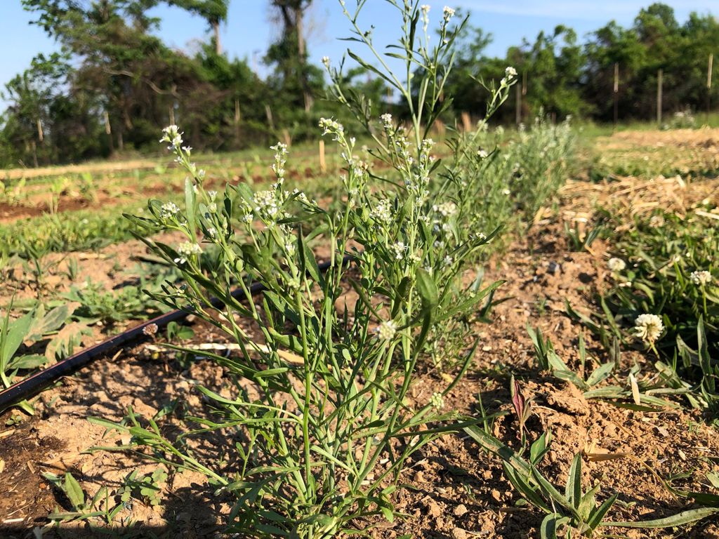 Garden Cress