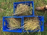 Chamsur (Garden Cress)